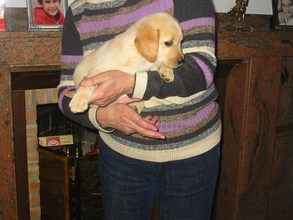 Labradores retriever,cachorros,dorados y negros.Pedigree.