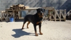 oferta vendo cachorros de rottweiler - mejor precio | unprecio.es