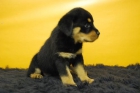 ROTTWEILER, CACHORROS CON LA MEJOR CALIDAD - mejor precio | unprecio.es
