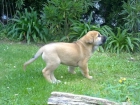 Ultimo cachorro mastin español - mejor precio | unprecio.es