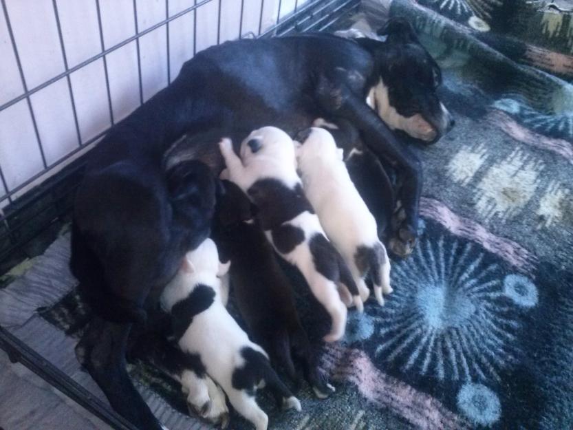 Cachorros de american staffordshire terrier