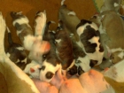 cachorros de american stanford - mejor precio | unprecio.es