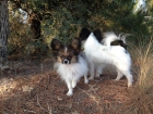 Hembra de Papillon de 5 meses - mejor precio | unprecio.es