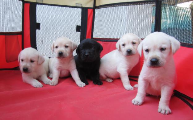 Labradores preciosas camadas de color dorado y negro.