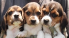BEAGLE CAMADA FABULOSA EN GIRONA CRIADORES PROFESIONALES - mejor precio | unprecio.es