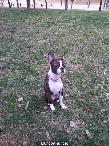 BOSTON TERRIER PEDIGREE HEMBRA BUSCA NOVIO