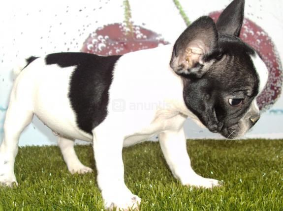bulldog frances cachorro negro