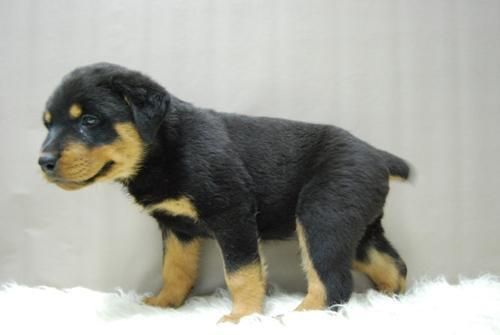 cachorros de rottweiler, camada de buena linea, cachorros de muy buena calidad