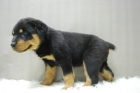 cachorros de rottweiler, camada de buena linea, cachorros de muy buena calidad - mejor precio | unprecio.es