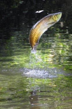 Harina de pescado para cebado de aguas