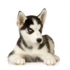 Hermoso cachorros husky siberiano de   180 - mejor precio | unprecio.es