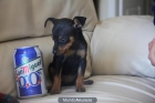 Pinscher mini Malaga - mejor precio | unprecio.es