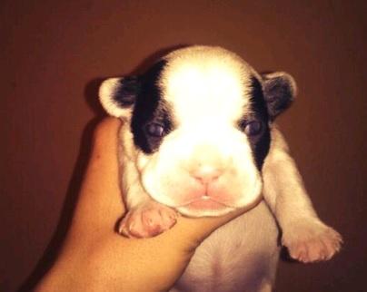 Preciosos cachorros de bulldog frances