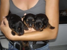 Rottweiler - mejor precio | unprecio.es