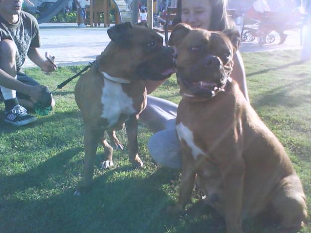 Vendo cachorros de boxer. Pura raza. No caros.