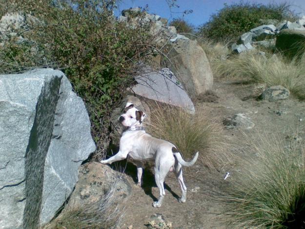 VENTA DE CACHORROS DE AMERICAN STANFORD
