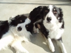 camada border collie - mejor precio | unprecio.es