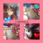 CARMELA. Una rubia muy legal. - mejor precio | unprecio.es