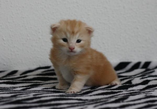 gatito bosque de noruega con pedigree disponible Castellon