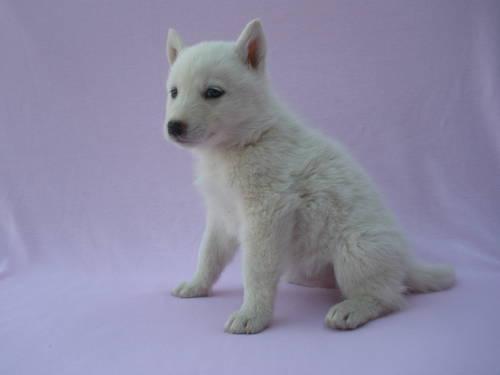 Navidad Beautiful Siberian Husky