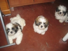 SE VENDEN CACHORROS DE SHIHTZU - mejor precio | unprecio.es