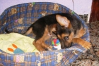 ULTIMO CACHORRO P. ALEMáN LINEA TRABAJO - mejor precio | unprecio.es