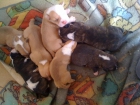vendo cachorros pitbull - mejor precio | unprecio.es