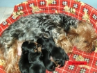 yorkihire terrier en venta - mejor precio | unprecio.es