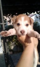 buscas un buen regalo para navidad. regala un cachorro, regala 1 sonrrisa - mejor precio | unprecio.es