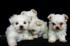 Cachorritos de bichon maltes - mejor precio | unprecio.es