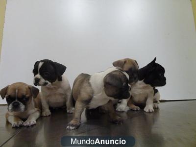 CACHORROS DE BULLDOG FRANCES