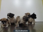 CACHORROS DE BULLDOG FRANCES - mejor precio | unprecio.es