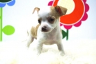 CHIHUAHUA _www.animalflower.com _ TE ASESORAMOS SOBRE TU CACHORRITOS - mejor precio | unprecio.es