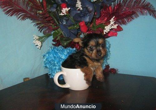Regalo  Vendo camada de yrokshire ¡aprovechate!