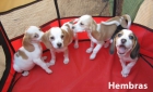 Beagles bicolores y tricolores con pedigri en oferta - mejor precio | unprecio.es