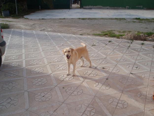 busco perrita de labrador para cruce en alicante