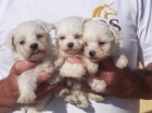 camada bichon maltes pedigree nacional - mejor precio | unprecio.es