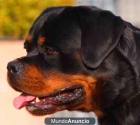 DISPONEMOS DE NUEVAS CAMADAS DE ROTTWEILER - mejor precio | unprecio.es