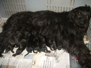 Gos d atura catala cachorros