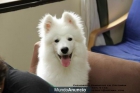 Hermosos SAMOYEDO en venta!!n: - mejor precio | unprecio.es