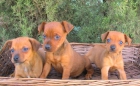 PINSCHER MINIATURA MARRON,  MUY BUEN PRECIO  250€ - mejor precio | unprecio.es