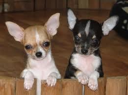 Preciosos cachorros de Chihuahua mini toy