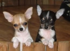 Preciosos cachorros de Chihuahua mini toy - mejor precio | unprecio.es
