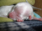 Vendo cachorrito bichon maltes miniatura - mejor precio | unprecio.es