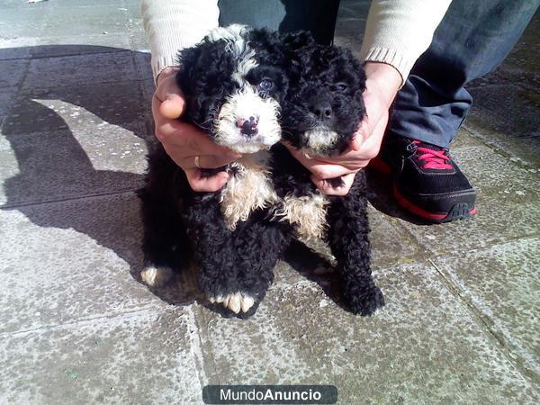 Vendo cachorros de Perros de agua criados en casa son preciosos