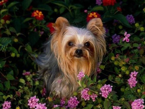 YORKSHIRE, cachorros con 8 semanas,preciosos,390
