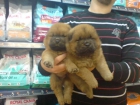 CACHORRITOS DE CHOW CHOW, PRECIOSOS 300 EUROS - mejor precio | unprecio.es