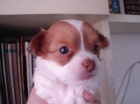 CHIHUAHUA cachorros miniaturas como mini zorritos - mejor precio | unprecio.es
