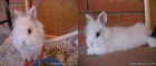 Conejos angora - mejor precio | unprecio.es