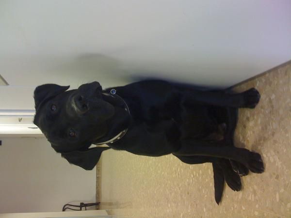 DAR PERRO EN ADOPCION